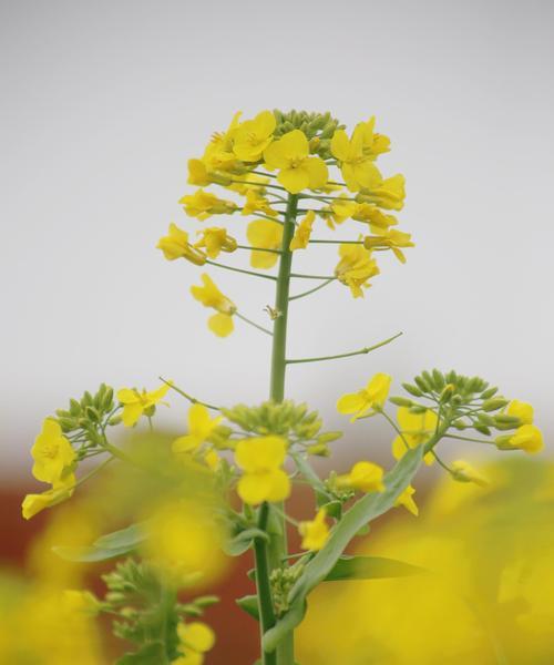 油菜花的花语及其寓意（油菜花的五种花语和传达方式）