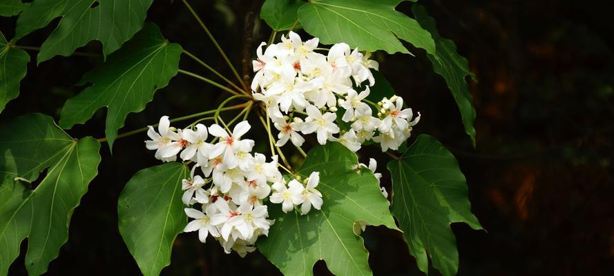 油桐花语，传递生机与希望（探寻油桐花语的意义与象征）