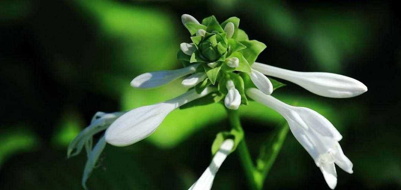 玉簪花的花语与传说（玉簪花的美丽传承和神奇力量）