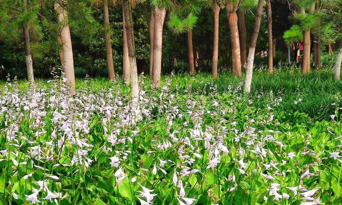 玉簪花的花语与传说（玉簪花的美丽传承和神奇力量）