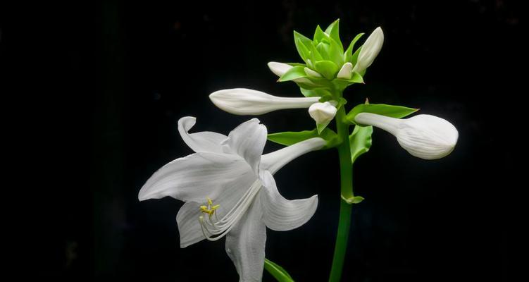 玉簪花的花语与传说（玉簪花的美丽传承和神奇力量）