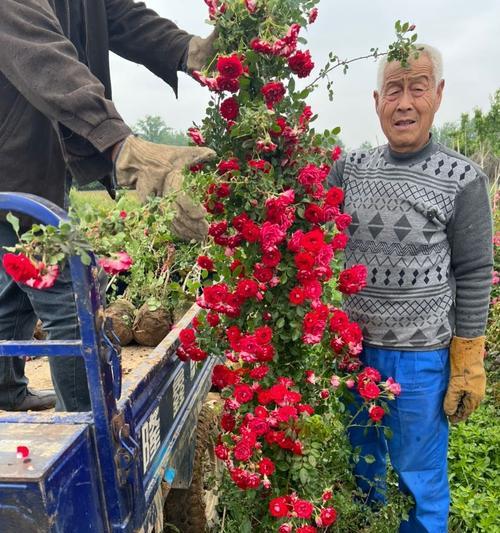 主蔓长度与植物生长的关系（解析主蔓长度对植物生长发育的影响及调控机制）