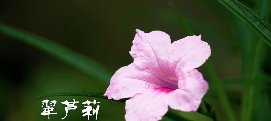 紫花翠芦莉的花语及寓意（探寻紫花翠芦莉的深层含义）