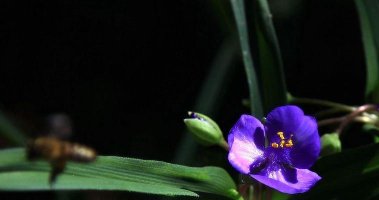 紫露草的花语与寓意（紫露草的五种花语及其传承之谜）