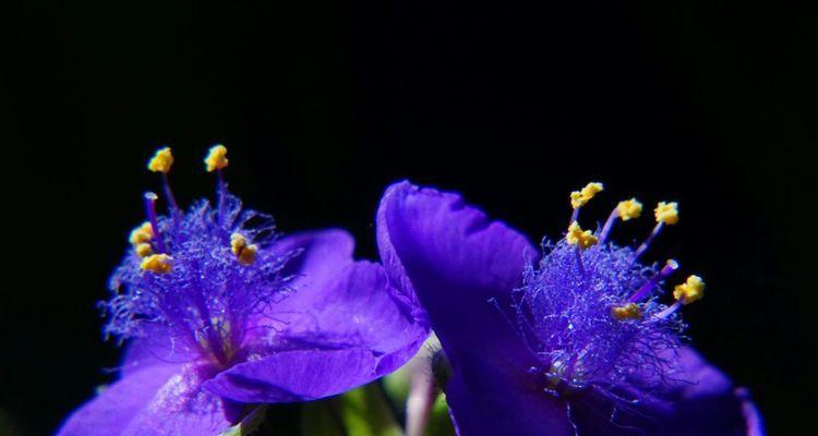 紫露草的花语与寓意（紫露草的五种花语及其传承之谜）