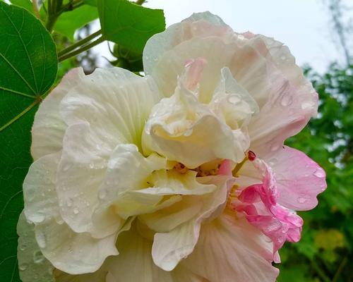 芙蓉的花语（以芙蓉的美丽诠释沉默与勇敢）