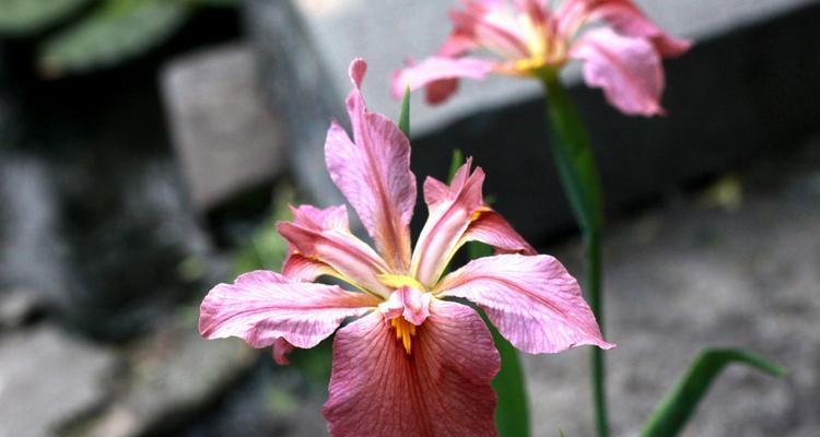 菖蒲花的象征与寓意（探寻菖蒲花的文化内涵）