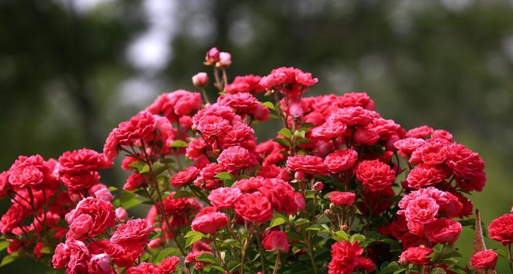 橘色月季花语（传递着阳光的馈赠）