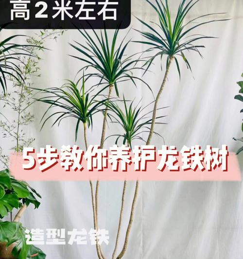 铁树的花语与寓意（铁树花开初春）