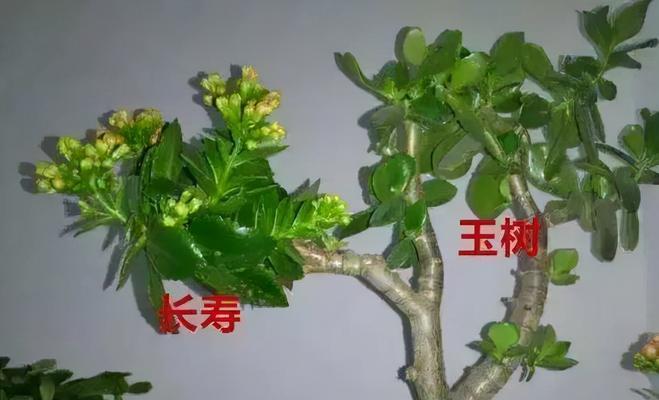 长花盆适合种什么花？如何选择合适的植物？