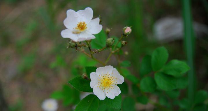 澳洲野蔷薇花语是什么？澳洲野蔷薇的花语有哪些含义？