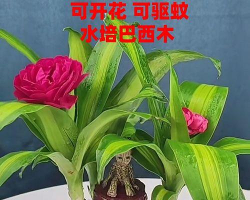 巴西木的寓意是什么？如何正确养护巴西木？