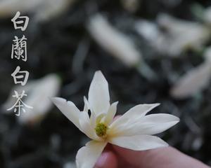 白茶花的花语有哪些含义？