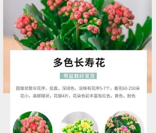 长寿花如何防治病虫害？掌握有效技术措施！