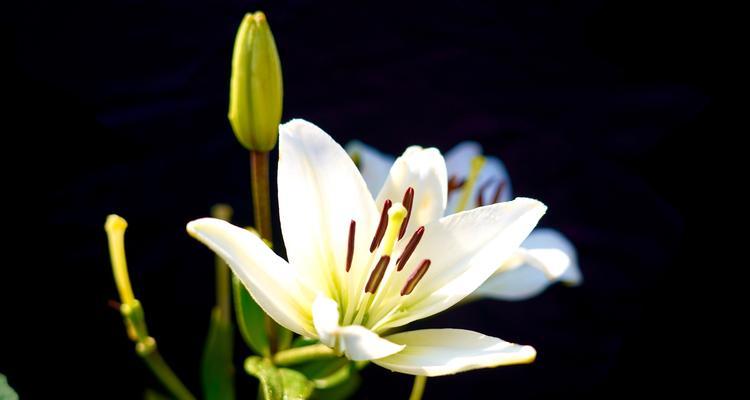 百合花的花语是什么？如何正确表达情感？