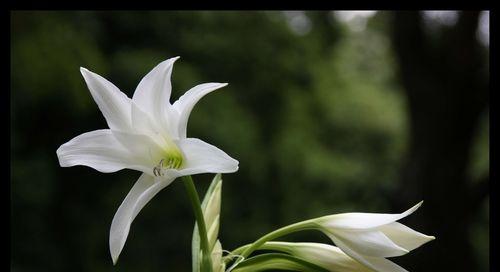 百合花象征着什么？了解其美好寓意及常见问题解答