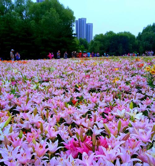 百合花代表什么意思？如何正确解读百合的花语？