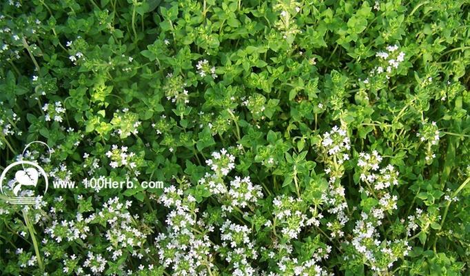 百里香花语是什么？如何用百里香表达爱意？