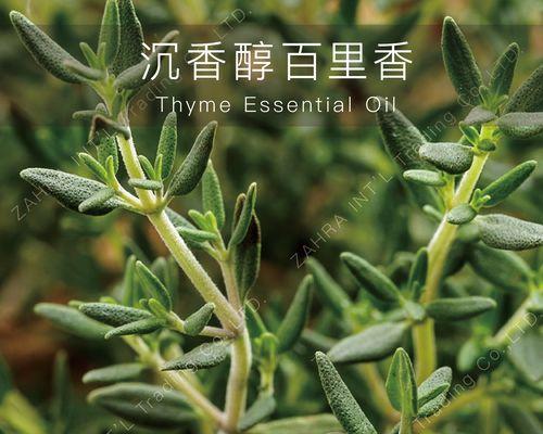 百里香花语是什么？如何用百里香表达爱意？