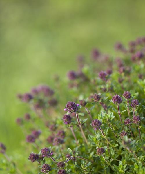 百里香花语是什么？如何用百里香表达爱意？