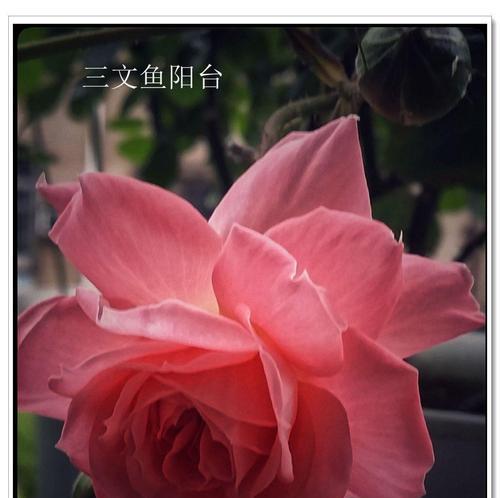 宝石花的花语是什么？如何正确解读宝石花的含义？