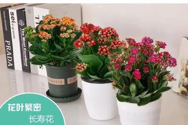 长寿花四季都能开花吗？如何实现四季开花效果？