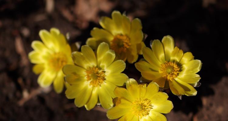 冰凌花象征着什么？冰凌花的寓意有哪些常见问题解答？