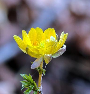 冰凌花象征着什么？冰凌花的寓意有哪些常见问题解答？