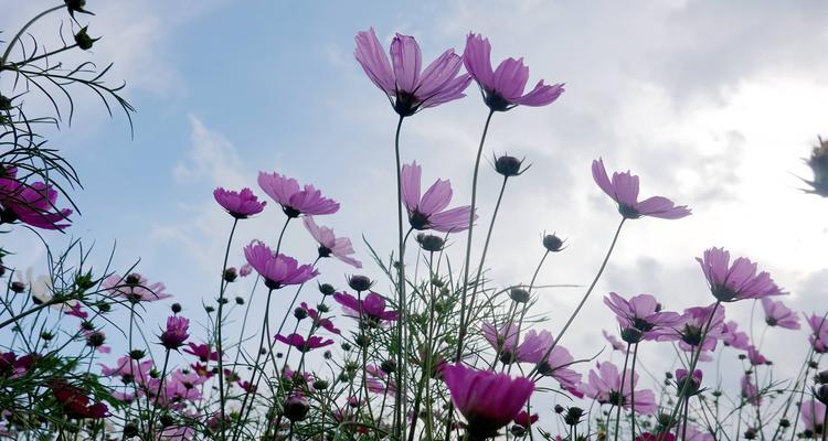 波斯菊的花语是什么？它的寓意又有哪些？