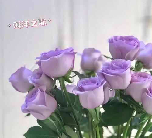 彩色玫瑰花语是什么？不同颜色的玫瑰代表什么意义？