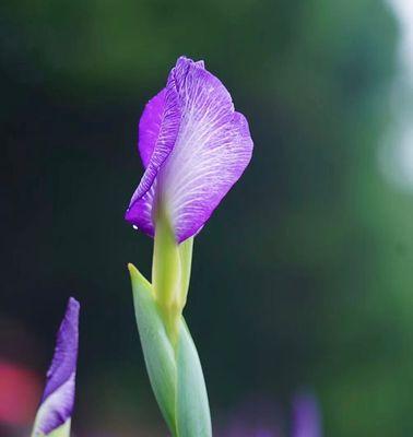 菖蒲花语是什么意思？如何用菖蒲表达情感？