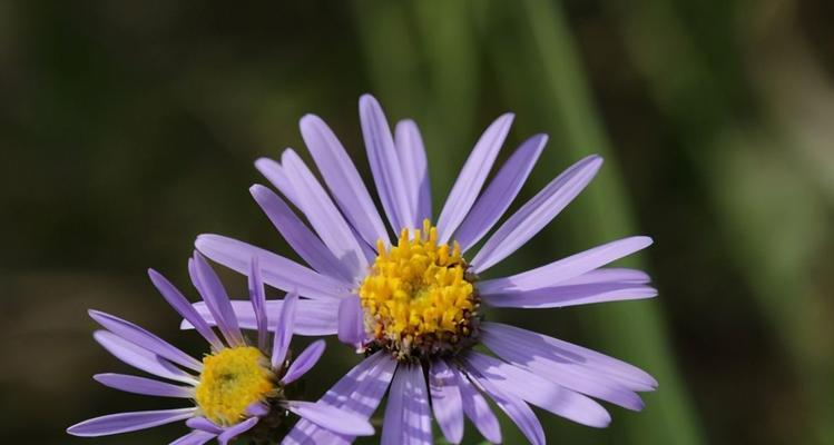 代表友情的花语是什么？如何用花表达真挚的友谊？