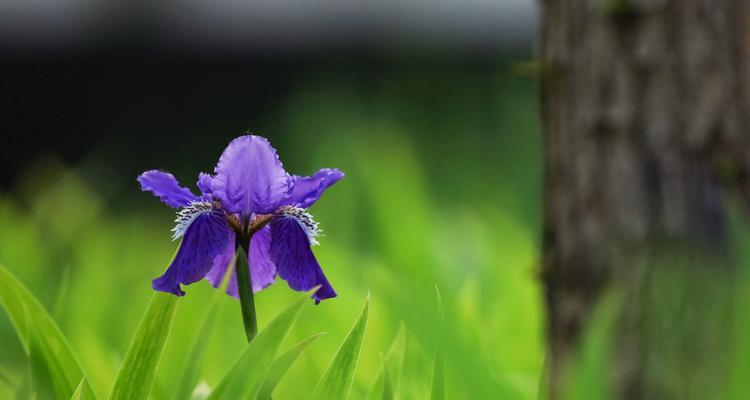 代表友谊的花语花是什么？如何选择表达友谊的花卉？