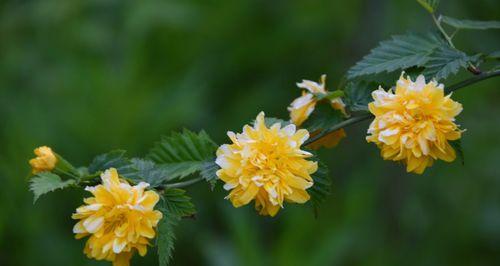 棣棠花的花语有哪些含义？