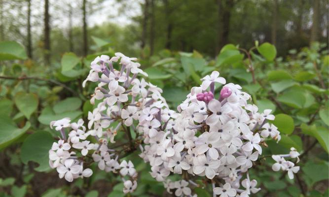 丁香花的花语是什么？如何用丁香花表达爱意？