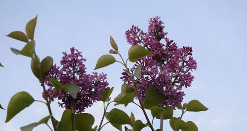 丁香花代表什么？丁香花的花语有哪些含义？