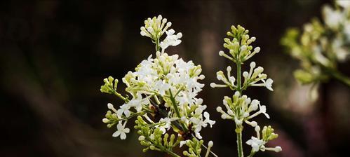 丁香花代表什么？丁香花的花语有哪些含义？