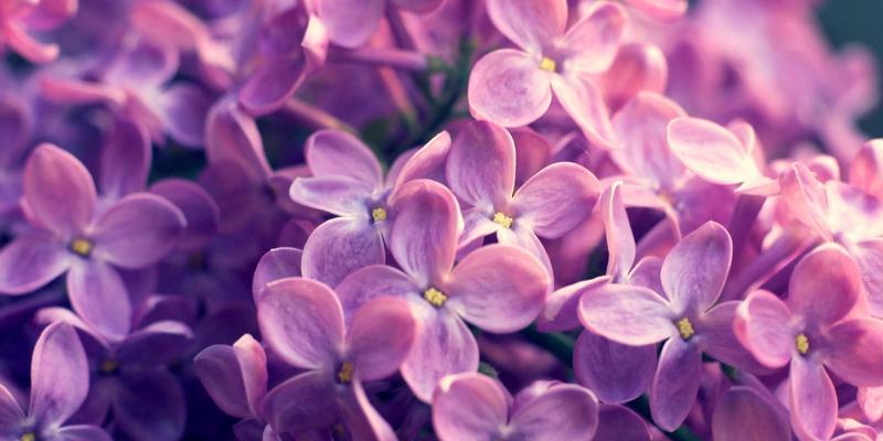 丁香花代表什么？丁香花的花语有哪些含义？