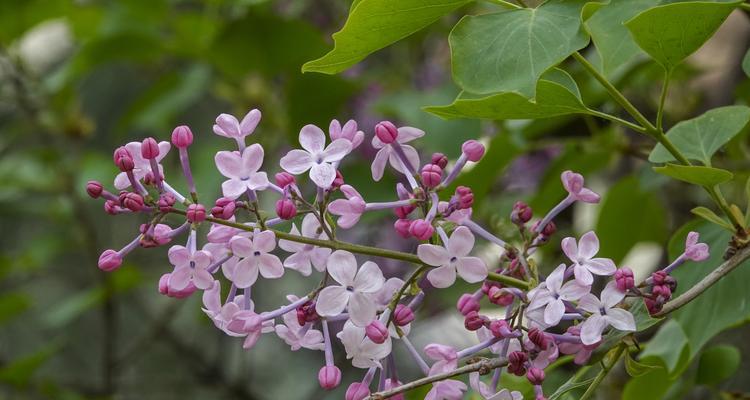 丁香花代表什么意思？丁香花的象征意义有哪些？