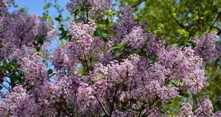 丁香花代表什么意思？丁香花的象征意义有哪些？