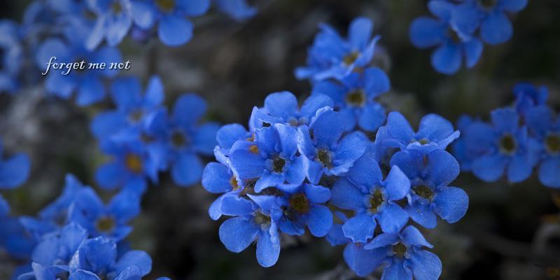 冬天花卉的花语是什么？如何挑选适合冬季的花卉？