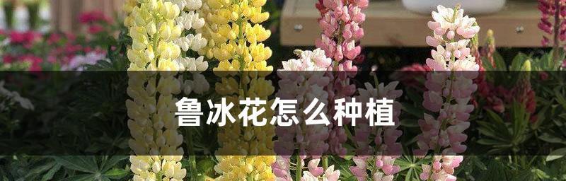 鲁冰花花期持续多久？如何延长花期？