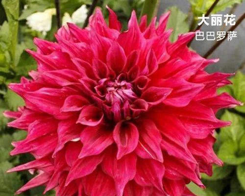 多年生植物代表什么意思？它们有哪些特点和优势？