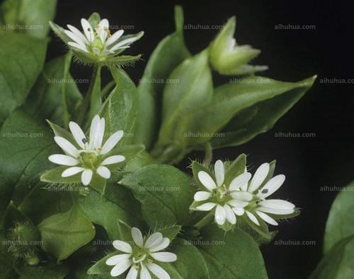 繁缕花花语是什么？它代表了哪些意义？