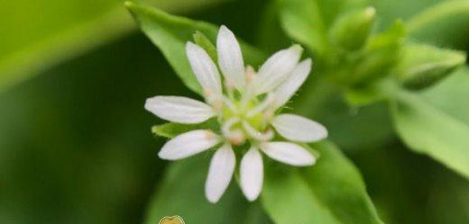 繁缕花花语是什么？它代表了哪些意义？