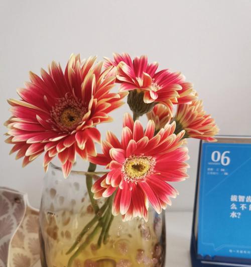 非洲菊的花语是什么？如何正确解读非洲菊的含义？