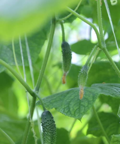 露天黄瓜播种的最佳时机是什么时候？