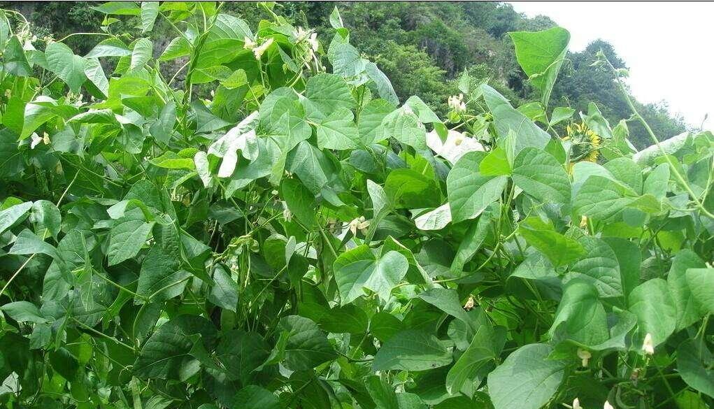 露天芸豆种植的最佳时间是什么时候？