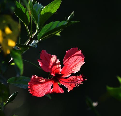 扶桑花的花语是什么？扶桑花代表了哪些含义？