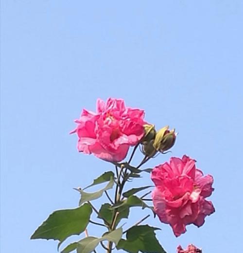 芙蓉花的寓意是什么？芙蓉花象征着什么含义？